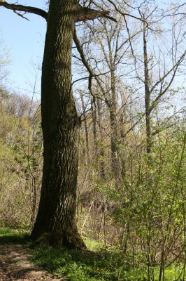 Veletov, 21.4.2015
Lužní les u Starého Kolína, břeh Černé struhy.



Schlüsselwörter: Veletov lužní les