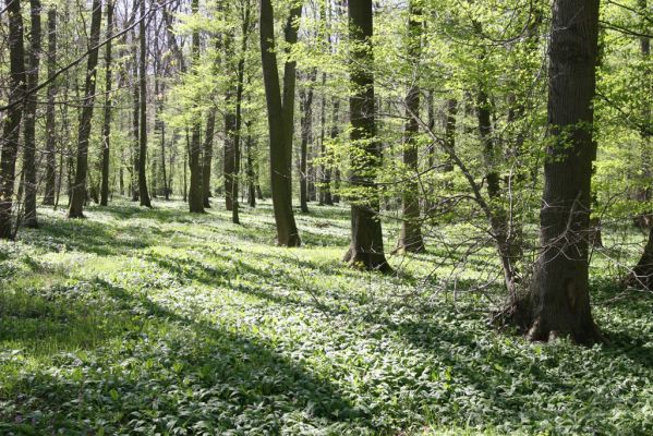 Veletov, 21.4.2015
Lužní les u Starého Kolína - záplava česneku medvědího. 



Klíčová slova: Veletov lužní les