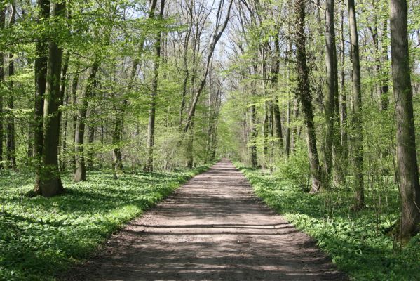 Veletov, 21.4.2015
Lužní les u Starého Kolína.


Klíčová slova: Veletov lužní les