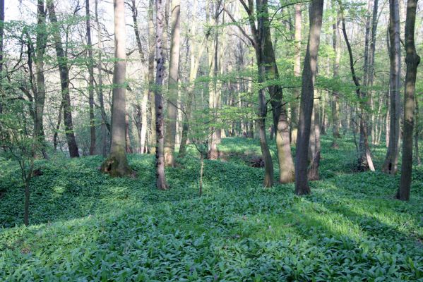 Veletov, 21.4.2015
Lužní les u Starého Kolína.


Klíčová slova: Veletov lužní les