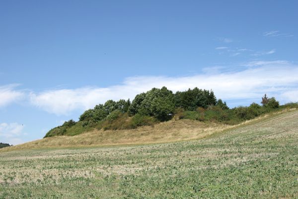 Velichovky - Rtyně, 19.8.2008
Pozoruhodný bezejmenný vrch u obce Rtyně. Z jihu jej lemuje náhrdelník stepní vegetace. Oáza života v moři kulturních stepí.
Keywords: Velichovky Rtyně step