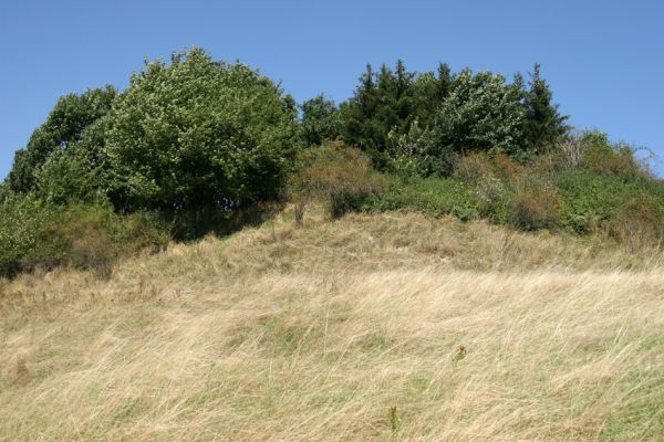 Velichovky - Rtyně, 19.8.2008
Pozoruhodný bezejmenný vrch u obce Rtyně. Z jihu jej lemuje náhrdelník stepní vegetace.
Mots-clés: Velichovky Rtyně step