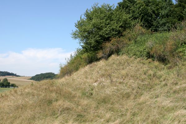 Velichovky - Rtyně, 19.8.2008
Pozoruhodný bezejmenný vrch u obce Rtyně. Z jihu jej lemuje náhrdelník stepní vegetace. Je zde i "bílá stráň" - dílo četných hrabošů.
Klíčová slova: Velichovky Rtyně step