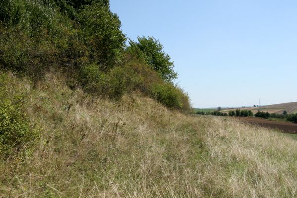 Velichovky - Rtyně, 19.8.2008
Pozoruhodný bezejmenný vrch u obce Rtyně. Z jihu jej lemuje náhrdelník stepní vegetace.
Klíčová slova: Velichovky Rtyně step