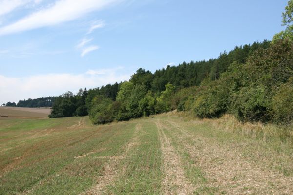 Velichovky, 19.8.2008
Jižní svah vrchu "Za kostelem". Remízky skrývají stepi, o které se pečlivě starají členové Českého svazu ochránců přírody JARO Jaroměř.
Schlüsselwörter: Velichovky vrch Za kostelem step