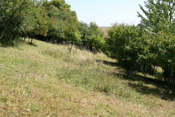 Velichovky, 19.8.2008
Jižní svah vrchu "Za kostelem". Remízky skrývají stepi, o které se pečlivě starají členové Českého svazu ochránců přírody JARO Jaroměř. Mozaiková seč v praxi.
Schlüsselwörter: Velichovky vrch Za kostelem step