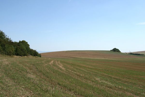 Velichovky, 19.8.2008
Pohled od Velichovek - vrchu "Za kostelem" k bezejmennému vrchu u obce Rtyně. Takových ostrůvků života v mořích kulturních stepí je v současnosti stále méně a méně. 
Keywords: Velichovky Rtyně