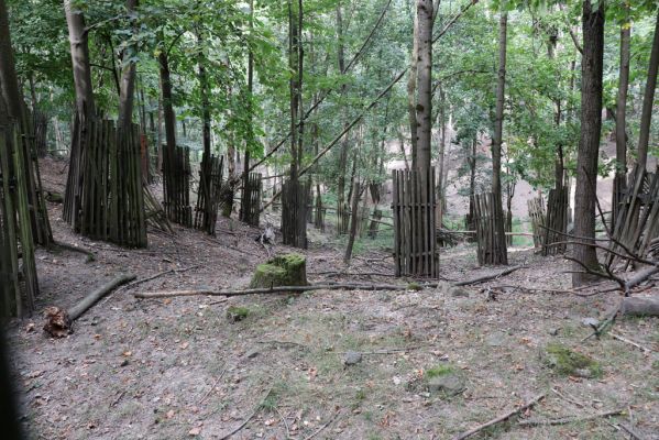 Velichovky, 23.9.2020
Obora Karsit, lesní část.
Klíčová slova: Velichovky obora Karsit les Limarus maculatus