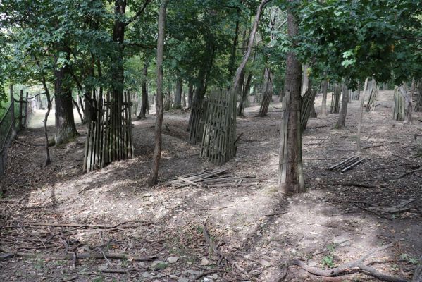Velichovky, 23.9.2020
Obora Karsit, lesní část.
Klíčová slova: Velichovky obora Karsit les Limarus maculatus