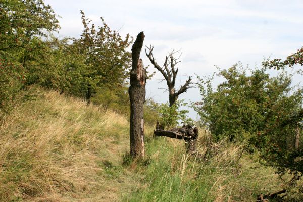 Podhradí - Veliš, 15.8.2007
Prastará třešňovka se stepními porosty na jižním svahu vrchu Veliš. Tato mrtvá torza kmenů pamatují slavnější časy tohoto kraje...
Klíčová slova: Jičín Podhradí Veliš třešňovka step