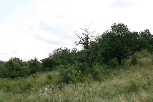 Podhradí - Veliš, 26.7.2009
Stará třešňovka se stepními porosty na severním svahu vrchu Veliš. 
Schlüsselwörter: Podhradí Veliš Anthaxia candens