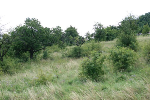 Podhradí - Veliš, 26.7.2009
Stará třešňovka se stepními porosty na severním svahu vrchu Veliš. 
Schlüsselwörter: Podhradí Veliš Anthaxia candens