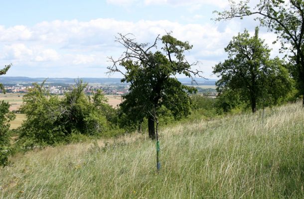 Podhradí - Veliš, 26.7.2009
Stará třešňovka se stepními porosty na severním svahu vrchu Veliš. 
Keywords: Podhradí Veliš Anthaxia candens