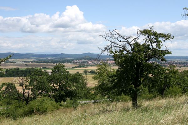 Podhradí - Veliš, 26.7.2009
Stará třešňovka se stepními porosty na severním svahu vrchu Veliš. Pohled na Krkonoše.
Klíčová slova: Podhradí Veliš Anthaxia candens Krkonoše