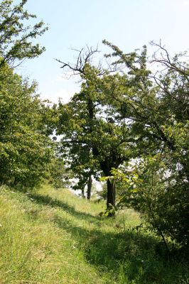 Podhradí - Veliš, 26.7.2009
Stará třešňovka se stepními porosty na jižním svahu vrchu Veliš. 
Mots-clés: Podhradí Veliš Anthaxia candens