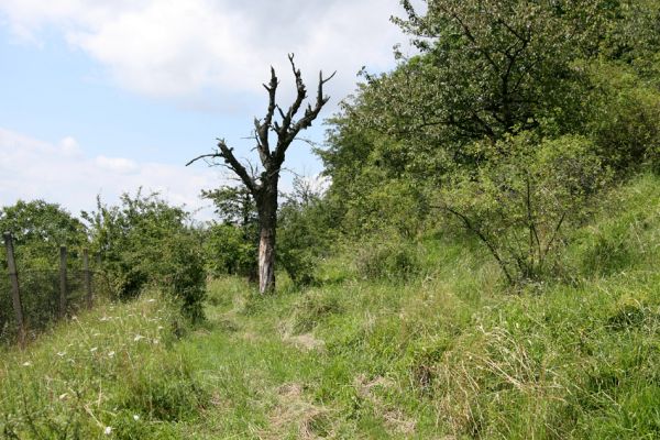 Podhradí - Veliš, 26.7.2009
Prastará třešňovka se stepními porosty na jižním svahu vrchu Veliš. Tato mrtvá torza kmenů pamatují slavnější časy tohoto kraje...
Mots-clés: Podhradí Veliš Anthaxia candens