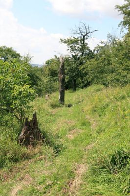 Podhradí - Veliš, 26.7.2009
Prastará třešňovka se stepními porosty na jižním svahu vrchu Veliš. Tato mrtvá torza kmenů pamatují slavnější časy tohoto kraje...
Keywords: Podhradí Veliš Anthaxia candens