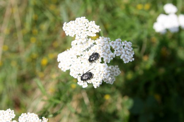 Podhradí - Veliš, 26.7.2009
Zlatohlávci Oxythyrea funesta na velišské stepi na jižním svahu vrchu Veliš.
Klíčová slova: Podhradí Veliš Oxythyrea funesta