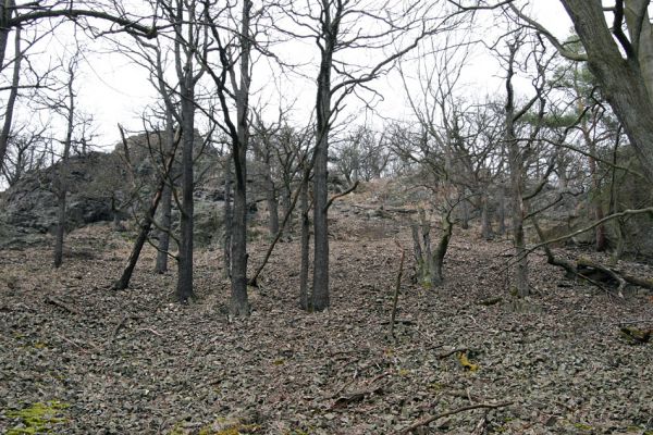 Karlova Ves - rezervace Velká Pleš, 30.3.2009
Suťový les na jihozápadních svazích Velké Pleše.
Mots-clés: Křivoklátsko Velká Pleš