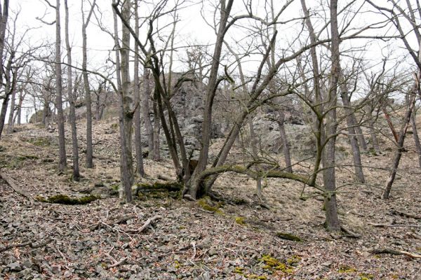 Karlova Ves - rezervace Velká Pleš, 30.3.2009
Suťový les na jihozápadních svazích Velké Pleše.
Keywords: Křivoklátsko Velká Pleš