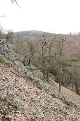 Karlova Ves - rezervace Velká Pleš, 30.3.2009
Suťový les na jihozápadních svazích Velké Pleše.
Klíčová slova: Křivoklátsko Velká Pleš