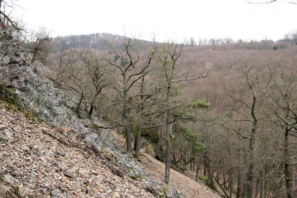 Karlova Ves - rezervace Velká Pleš, 30.3.2009
Suťový les na jihozápadních svazích Velké Pleše.
Mots-clés: Křivoklátsko Velká Pleš