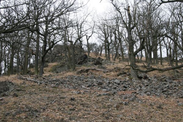 Karlova Ves - rezervace Velká Pleš, 30.3.2009
Suťový les na jihozápadních svazích Velké Pleše.
Schlüsselwörter: Křivoklátsko Velká Pleš Elater ferrugineus