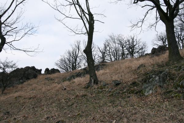 Karlova Ves - rezervace Velká Pleš, 30.3.2009
Suťový les na jihozápadních svazích Velké Pleše.
Mots-clés: Křivoklátsko Velká Pleš Limoniscus violaceus