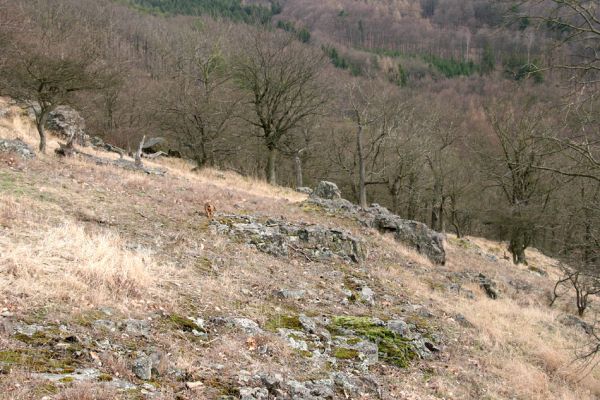 Karlova Ves - rezervace Velká Pleš, 30.3.2009
Lesostepní formace na jihozápadních svazích Velké Pleše.
Klíčová slova: Křivoklátsko Velká Pleš Cardiophorus erichsoni