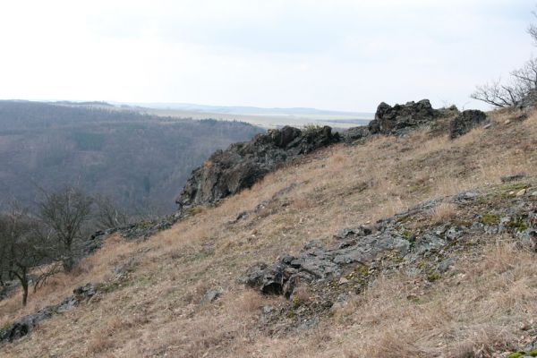 Karlova Ves - rezervace Velká Pleš, 30.3.2009
Lesostepní formace na jihozápadních svazích Velké Pleše. 
Keywords: Křivoklátsko Velká Pleš Cardiophorus erichsoni