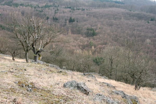 Karlova Ves - rezervace Velká Pleš, 30.3.2009
Lesostepní formace na jihozápadních svazích Velké Pleše.
Klíčová slova: Křivoklátsko Velká Pleš Cardiophorus erichsoni