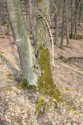 Karlova Ves - rezervace Velká Pleš, 30.3.2009
Suťový les na jihozápadních svazích Velké Pleše.
Mots-clés: Křivoklátsko Velká Pleš Hypoganus inunctus Calambus bipustulatus