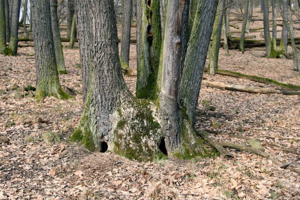 Karlova Ves - rezervace Velká Pleš, 30.3.2009
Suťový les na jihozápadních svazích Velké Pleše.
Keywords: Křivoklátsko Velká Pleš Hypoganus inunctus Calambus bipustulatus