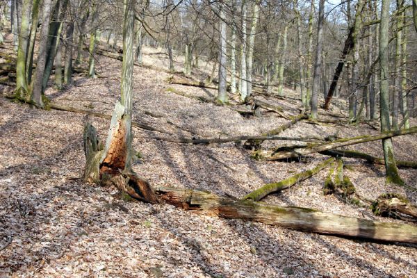 Karlova Ves - rezervace Velká Pleš, 30.3.2009
Suťový les na jihozápadních svazích Velké Pleše.
Schlüsselwörter: Křivoklátsko Velká Pleš Aesalus scarabaeoides Ampedus praeustus