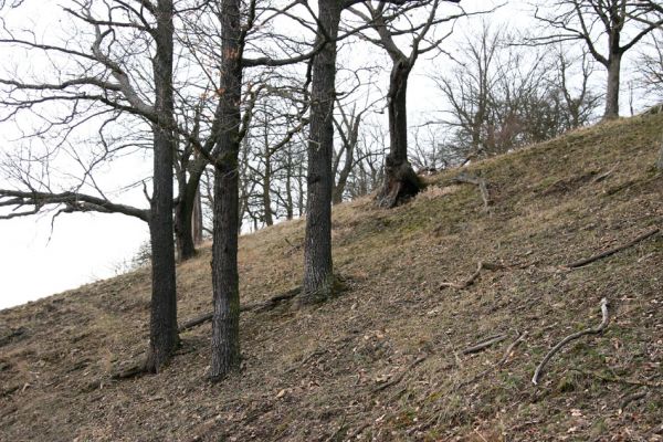 Karlova Ves - rezervace Velká Pleš, 30.3.2009
Suťový les na jihozápadních svazích Velké Pleše.
Mots-clés: Křivoklátsko Velká Pleš Elater ferrugineus