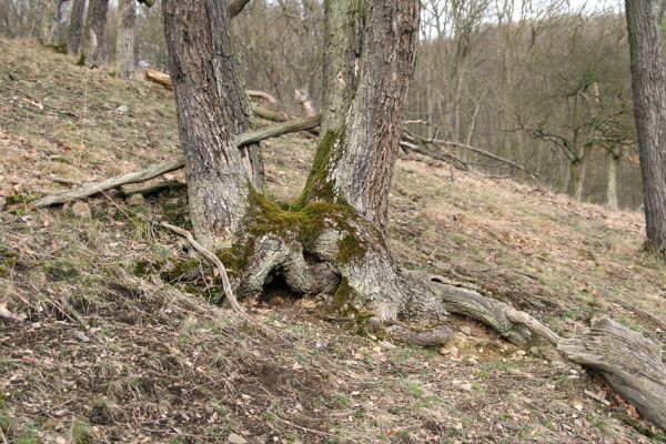 Karlova Ves - rezervace Velká Pleš, 30.3.2009
Suťový les na jihozápadních svazích Velké Pleše.
Mots-clés: Křivoklátsko Velká Pleš Elater ferrugineus