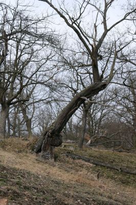 Karlova Ves - rezervace Velká Pleš, 30.3.2009
Suťový les na jihozápadních svazích Velké Pleše.
Klíčová slova: Křivoklátsko Velká Pleš Elater ferrugineus