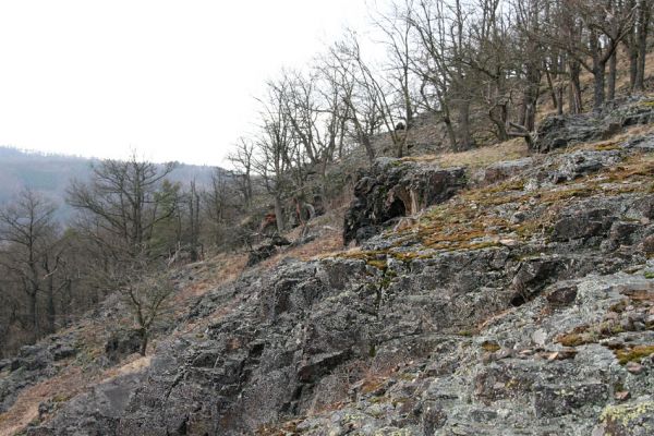 Karlova Ves - rezervace Velká Pleš, 30.3.2009
Skalní step na jihozápadních svazích Velké Pleše.
Klíčová slova: Křivoklátsko Velká Pleš Cardiophorus erichsoni