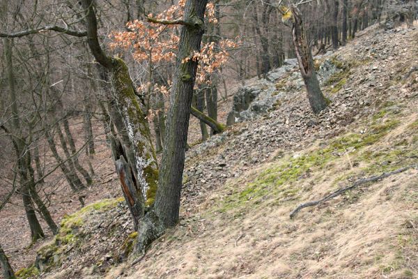 Karlova Ves - rezervace Velká Pleš, 30.3.2009
Suťový les na jihozápadních svazích Velké Pleše.
Klíčová slova: Křivoklátsko Velká Pleš