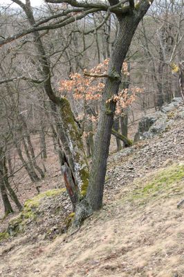 Karlova Ves - rezervace Velká Pleš, 30.3.2009
Suťový les na jihozápadních svazích Velké Pleše.
Klíčová slova: Křivoklátsko Velká Pleš