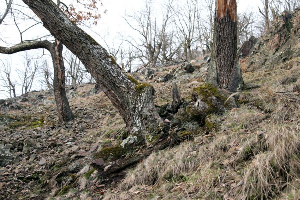 Karlova Ves - rezervace Velká Pleš, 30.3.2009
Suťový les na jihozápadních svazích Velké Pleše.
Keywords: Křivoklátsko Velká Pleš