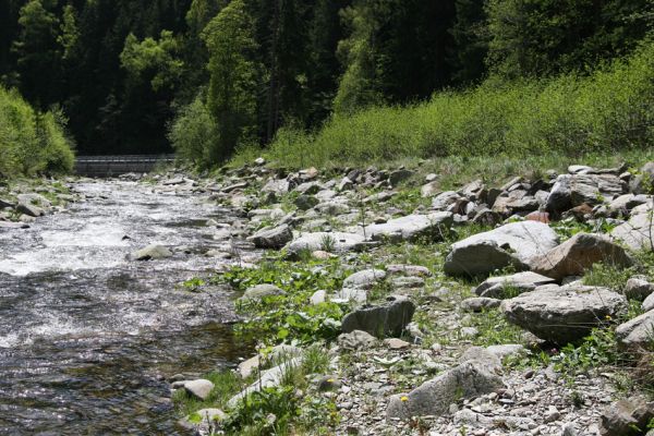 Velká Úpa, 25.5.2010
Štěrkový břeh Malé Úpy mezi Spáleným Mlýnem a a Myslivnou. Biotop kovaříka Zorochros flavipes. 
Klíčová slova: Krkonoše Velká Úpa Malá Úpa Spálený Mlýn Myslivna Zorochros dermestoides flavipes