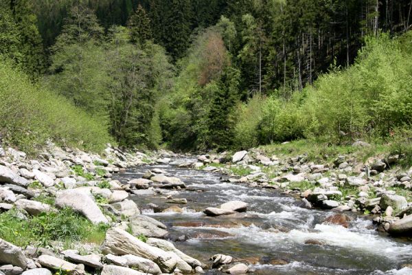 Velká Úpa, 25.5.2010
Štěrkové břehy Malé Úpy mezi Spáleným Mlýnem a Myslivnou. 
Mots-clés: Krkonoše Velká Úpa Malá Úpa Spálený Mlýn Myslivna Zorochros dermestoides flavipes