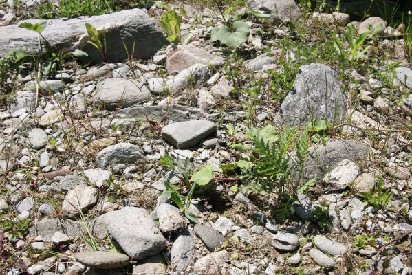 Velká Úpa, 25.5.2010
Štěrkový břeh Malé Úpy mezi Spáleným Mlýnem a Myslivnou. Biotop kovaříka Zorochros flavipes. 
Mots-clés: Krkonoše Velká Úpa Malá Úpa Spálený Mlýn Myslivna Zorochros dermestoides flavipes