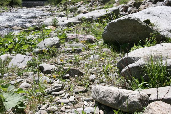 Velká Úpa, 25.5.2010
Štěrkový břeh Malé Úpy mezi Spáleným Mlýnem a Myslivnou. Biotop kovaříka Zorochros flavipes. 
Klíčová slova: Krkonoše Velká Úpa Malá Úpa Spálený Mlýn Myslivna Zorochros dermestoides flavipes