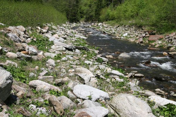 Velká Úpa, 25.5.2010
Štěrkový břeh Malé Úpy mezi Spáleným Mlýnem a Myslivnou. Biotop kovaříka Zorochros flavipes. 
Klíčová slova: Krkonoše Velká Úpa Malá Úpa Spálený Mlýn Myslivna Zorochros dermestoides flavipes