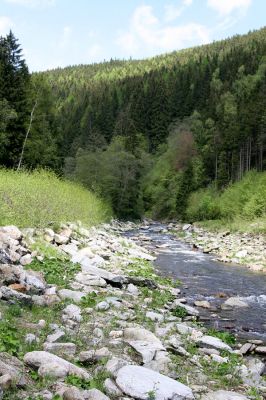 Velká Úpa, 25.5.2010
Štěrkový břeh Malé Úpy mezi Spáleným Mlýnem a a Myslivnou. Biotop kovaříka Zorochros flavipes. 
Klíčová slova: Krkonoše Velká Úpa Malá Úpa Spálený Mlýn Myslivna Zorochros dermestoides flavipes