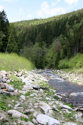 Velká Úpa, 25.5.2010
Štěrkový břeh Malé Úpy mezi Spáleným Mlýnem a a Myslivnou. Biotop kovaříka Zorochros flavipes. 
Klíčová slova: Krkonoše Velká Úpa Malá Úpa Spálený Mlýn Myslivna Zorochros dermestoides flavipes