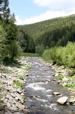 Velká Úpa, 25.5.2010
Štěrkové břehy Malé Úpy mezi Spáleným Mlýnem a a Myslivnou. 
Klíčová slova: Krkonoše Velká Úpa Malá Úpa Spálený Mlýn Myslivna Zorochros dermestoides flavipes