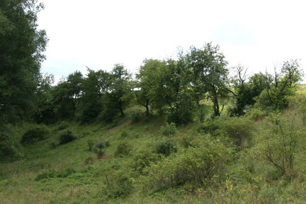 Velká Jesenice, 20.7.2008
Východně od obce se nalézá na jihovýchodních svazích nad říčkou Rozkoší poměrně rozsáhlý komplex stepí a stará třešňovka. Pohled na třešňovku od severu.
Mots-clés: Velká Jesenice třešňovka